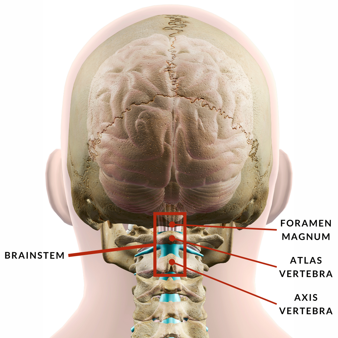 洋書 Spine,Spinal,Cord,And ANS Amazon.com: Frenzybro MS301217 545003JA0A Front Lower